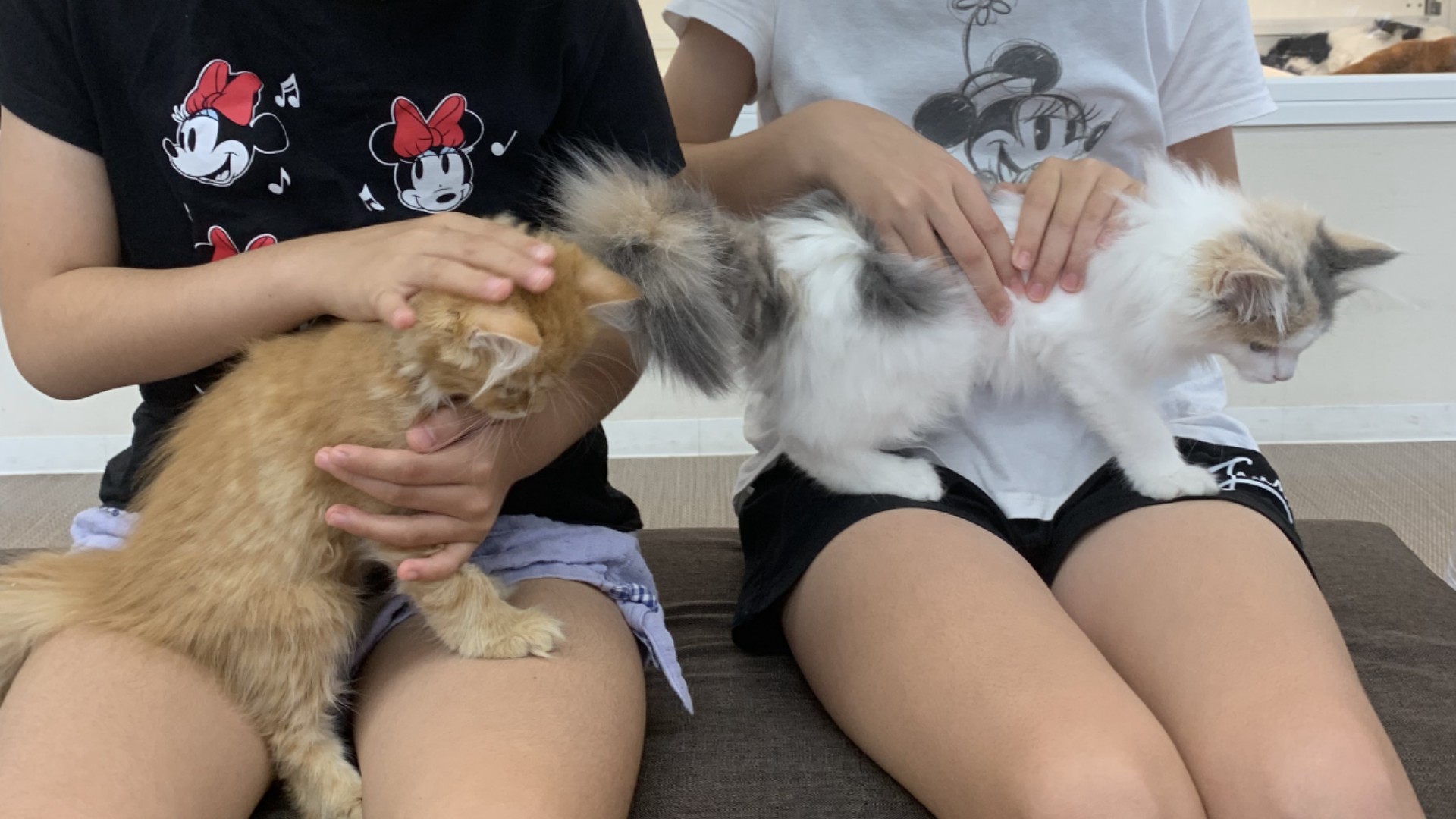 ペットショップでの様子