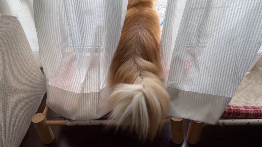 窓辺で外を見るきなこ(サイベリアン)