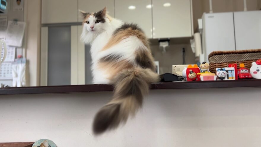 しっぽを振るおもち(ノルウェージャンフォレストキャット)