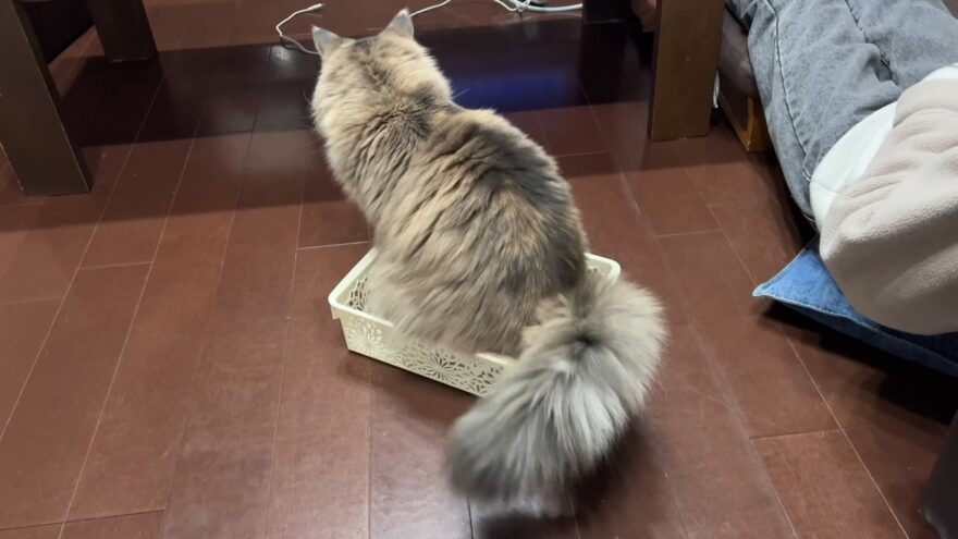 尻尾をしまうあんこ(ノルウェージャンフォレストキャット)
