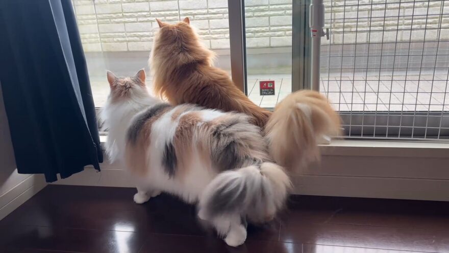 おもちときなこのしっぽ