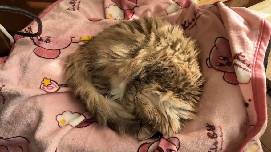 ぐっすり眠るあんこ