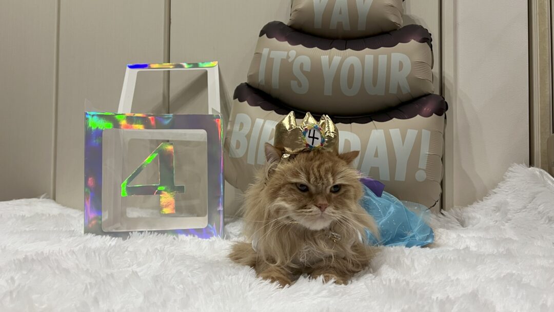 きなこ４歳の誕生日