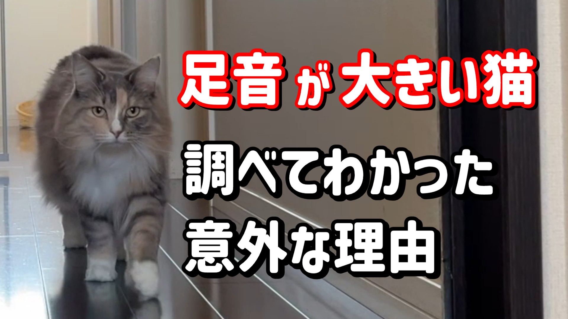 足音が大きい猫