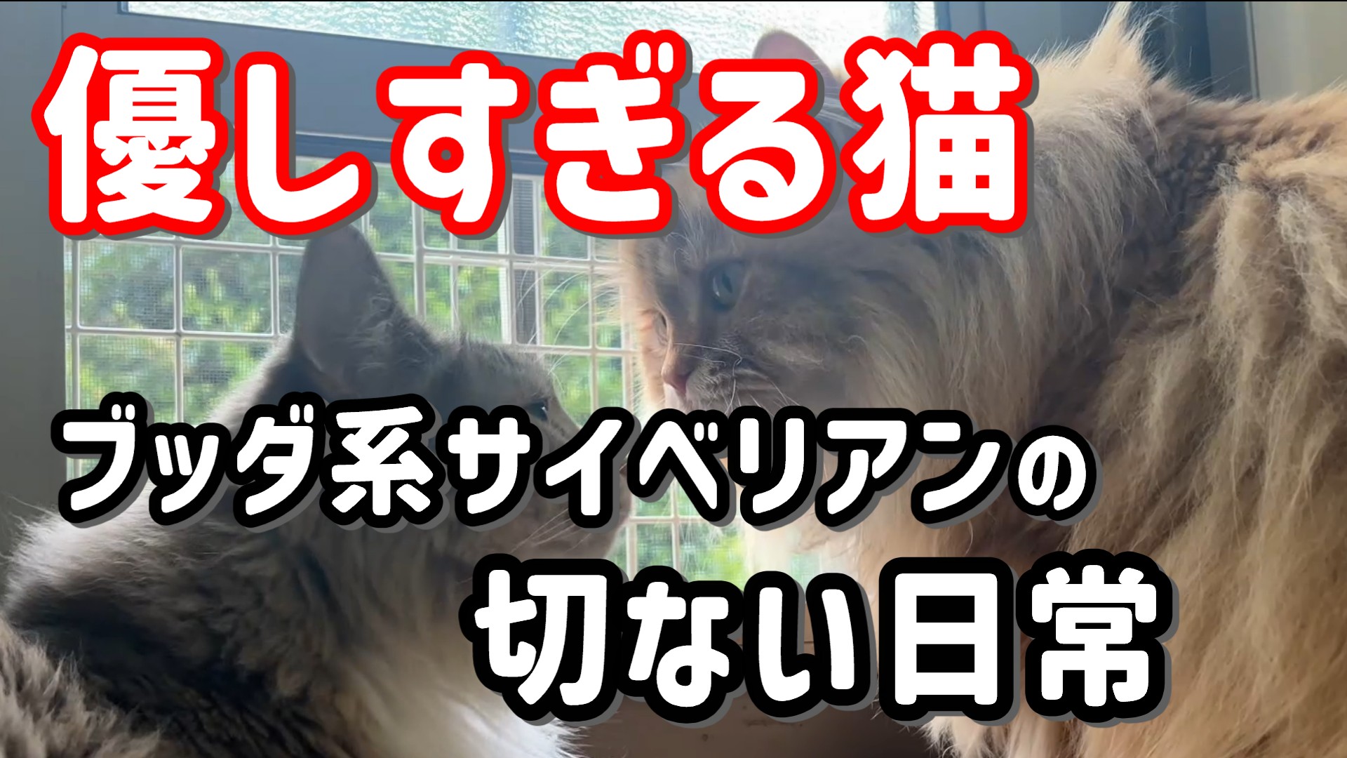 優しすぎる猫、きなこ