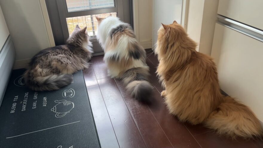 3匹でニャルソック