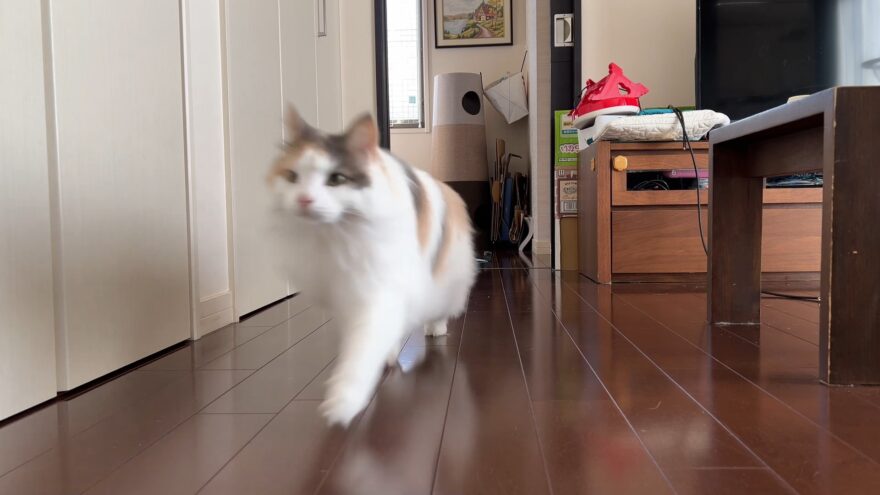 ご飯だよ、と呼んだ時のおもち