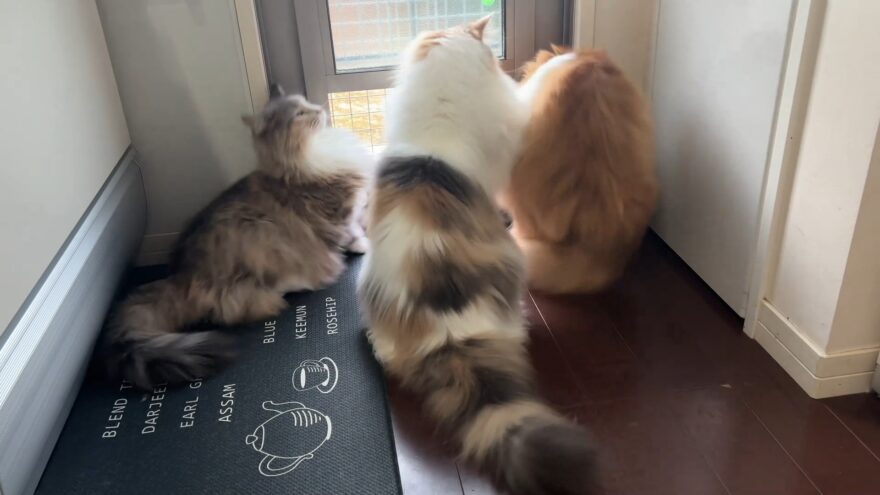 猫パンチするおもち