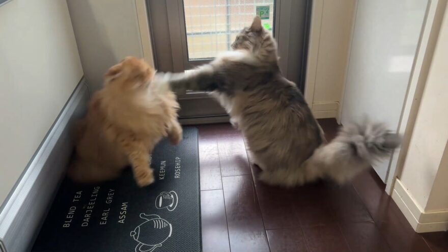 あんこの猫パンチ