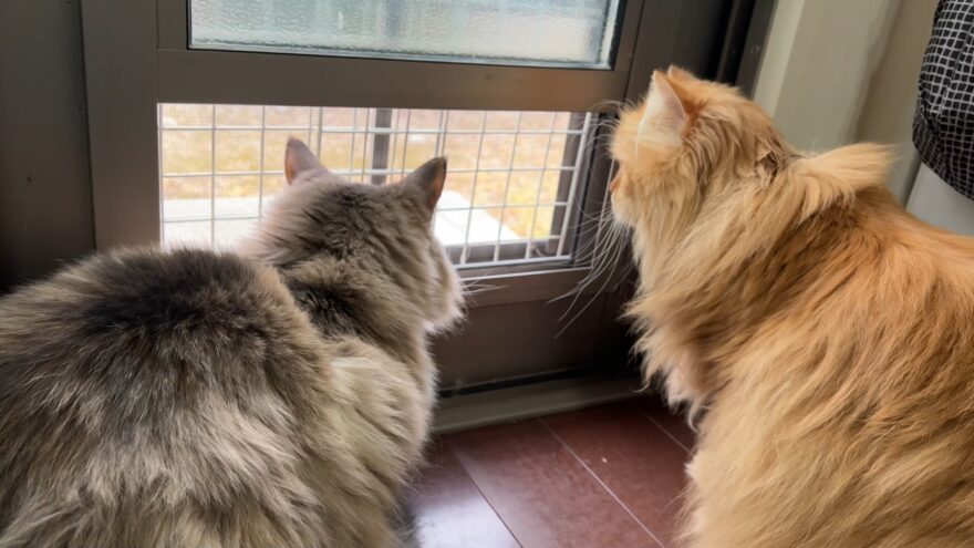 外を見るあんこときなこ