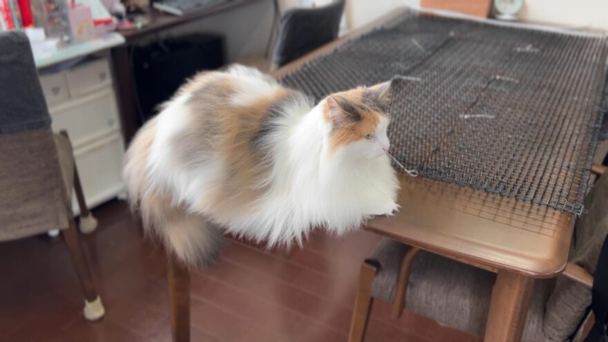 隙間があれば座っちゃうおもち