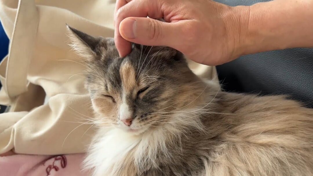 ノルウェージャンフォレストキャットあんこ