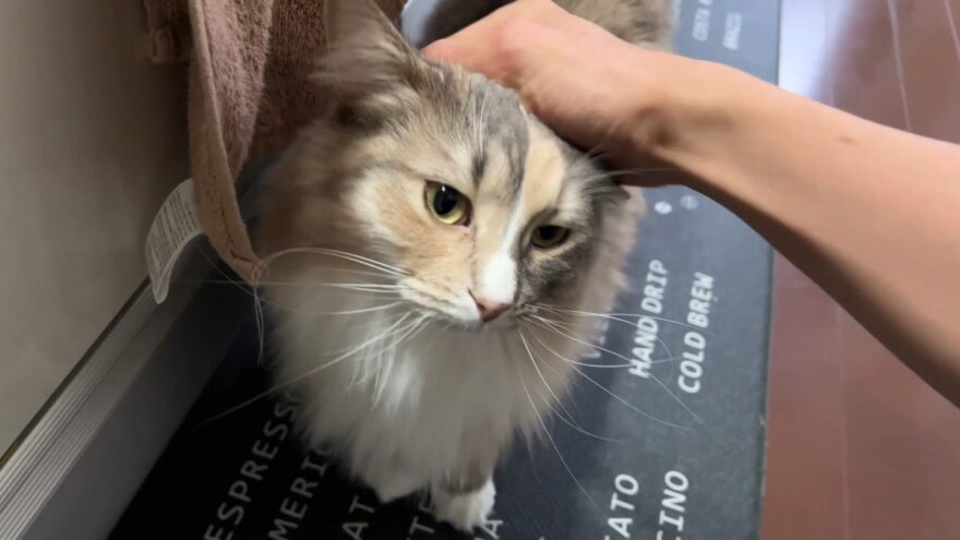 甘えるあんこ