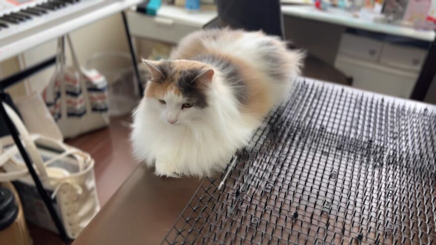猫除けの隙間に乗るおもち
