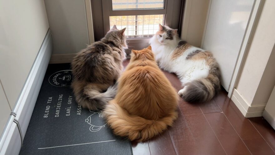 わが家の猫たち