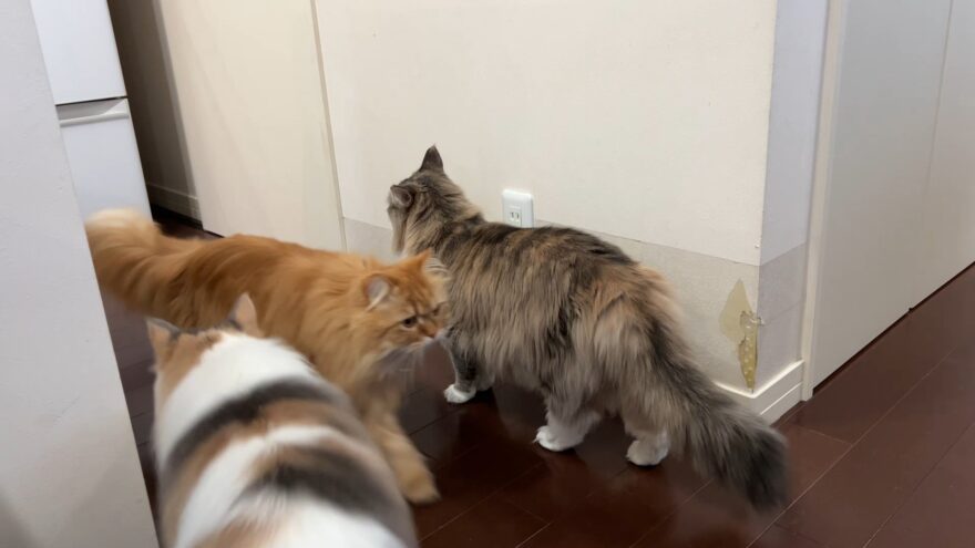 ご飯の前の猫たち