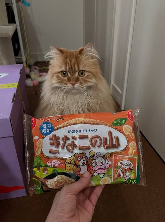 きなこの山