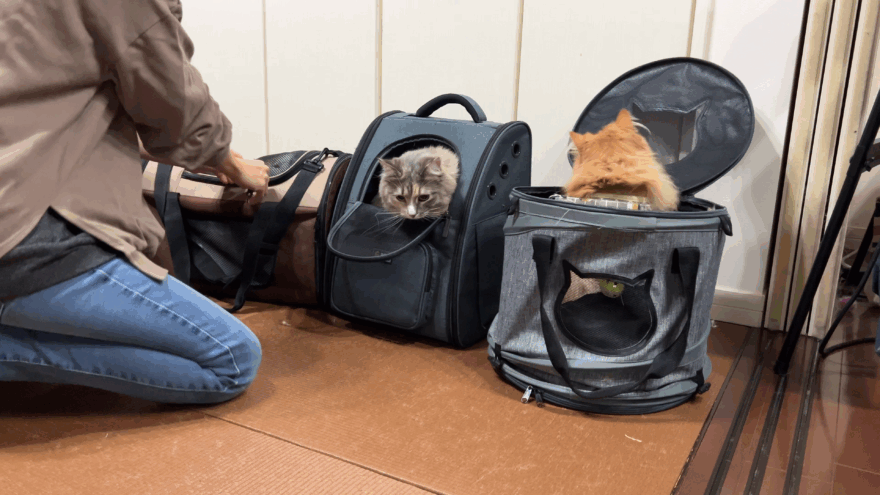 キャリーバッグに入るわが家の猫たち