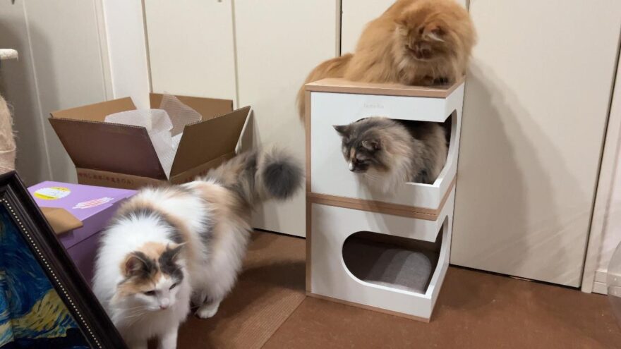 新たに増えた猫用品