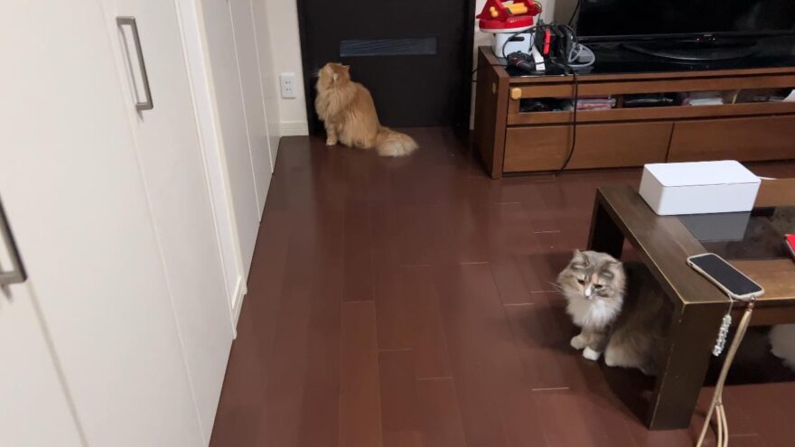 扉が開くのを待ちわびる猫たち