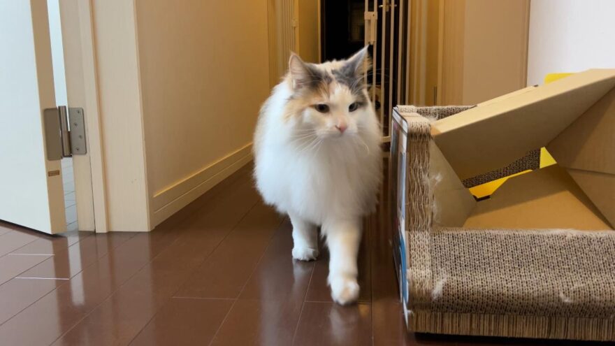 ノルウェージャンフォレストキャットおもち