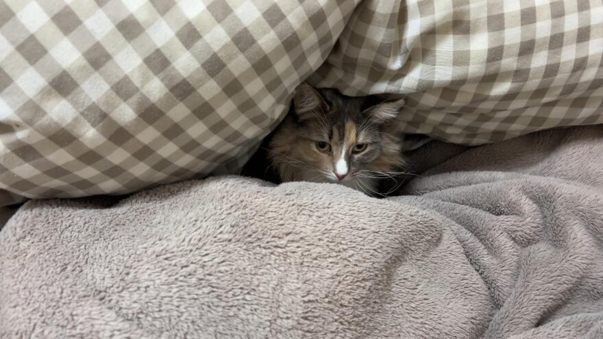 布団に入るあんこ