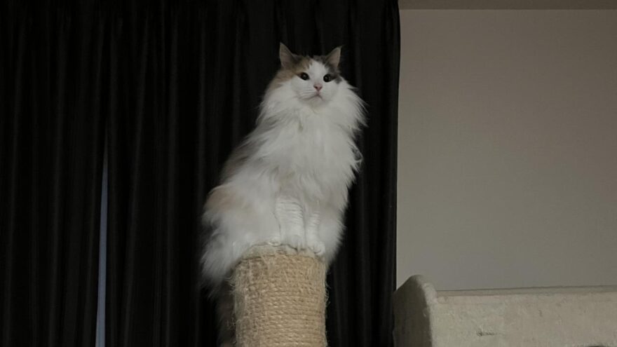 ノルウェージャンフォレストキャットおもち