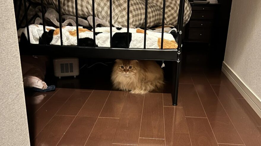 サイベリアンきなこ