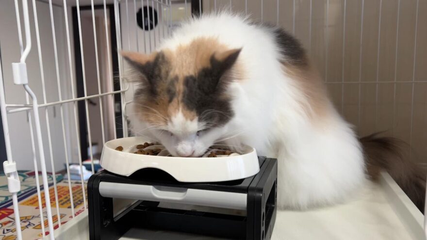 ご飯を食べるおもち