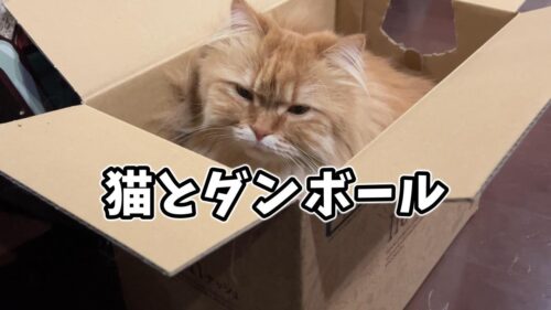 猫とダンボール
