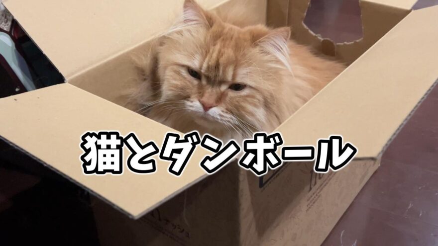 猫とダンボール