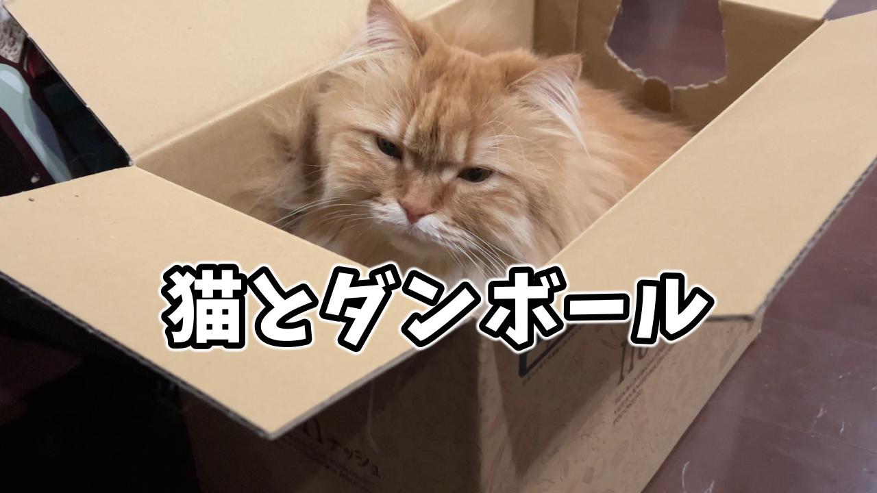 猫とダンボール