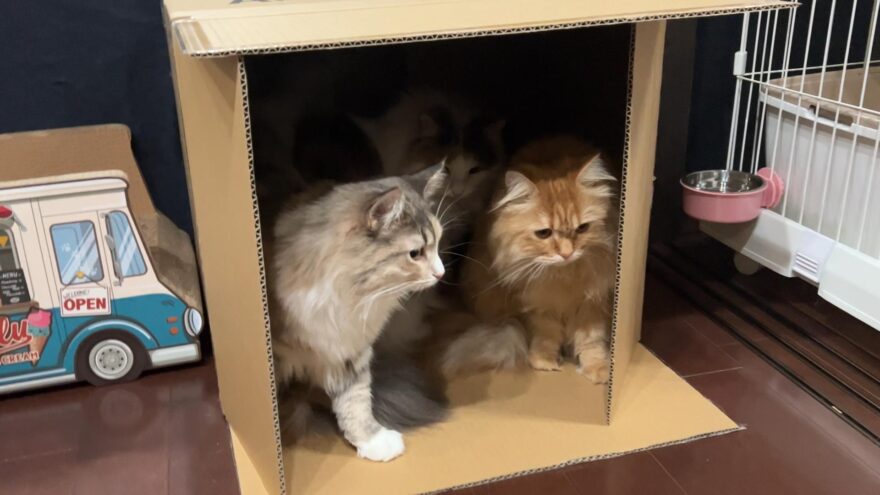 ダンボールに入る猫たち