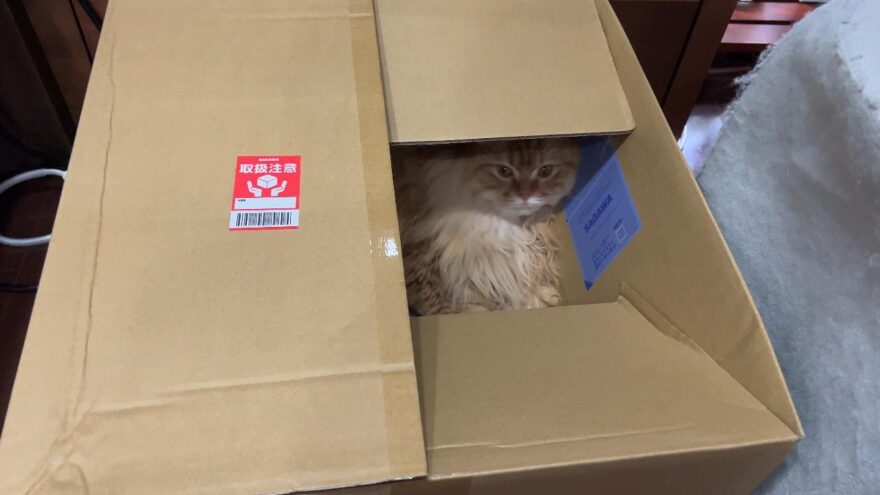 ダンボールに入るきなこ