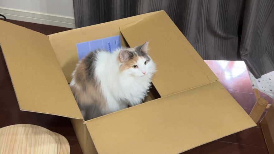 ダンボールに入るおもち