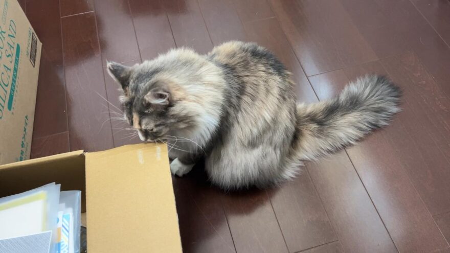 ダンボールのにおいを嗅ぐあんこ