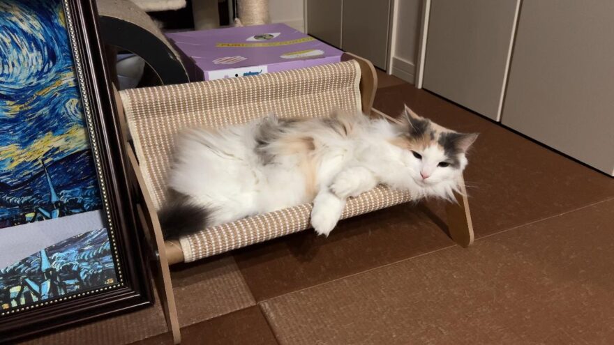 ペット用ソファでくつろぐおもち