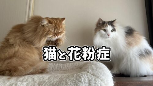 猫と花粉症