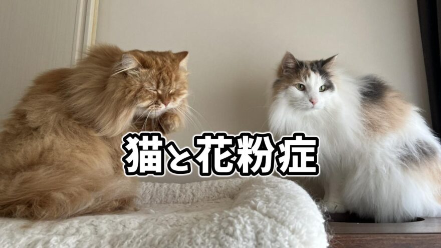 猫と花粉症