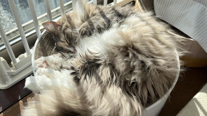 日向ぼっこすすあんこ