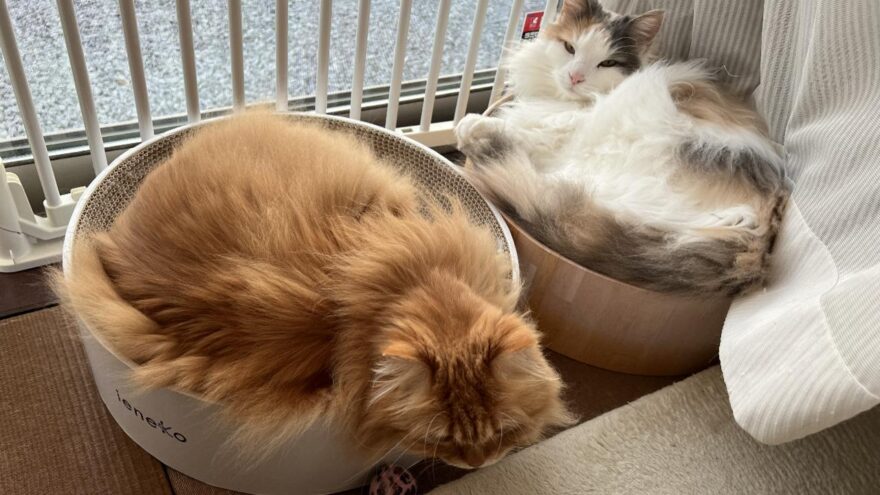 日向ぼっこする猫