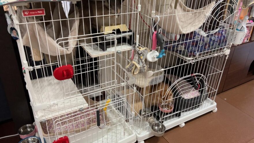 わが家の猫たちのご飯の様子