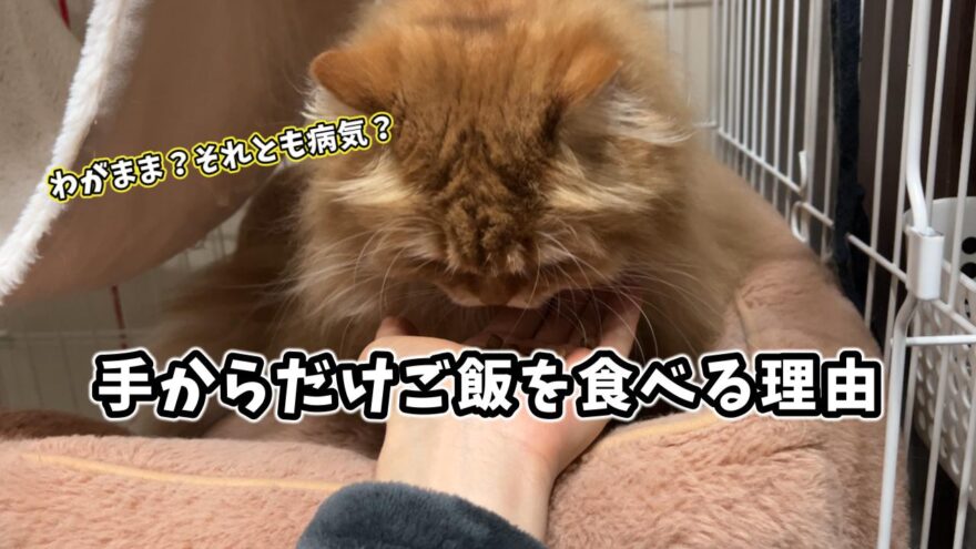 猫が手からご飯を食べる理由