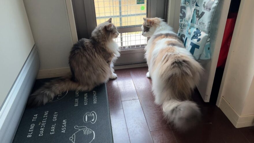 ノルウェージャンフォレストキャット姉妹