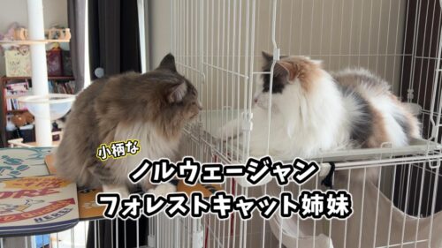 ノルウェージャンフォレストキャット姉妹