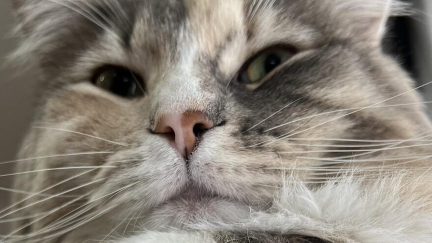 あんこの鼻（ノルウェージャンフォレストキャット）