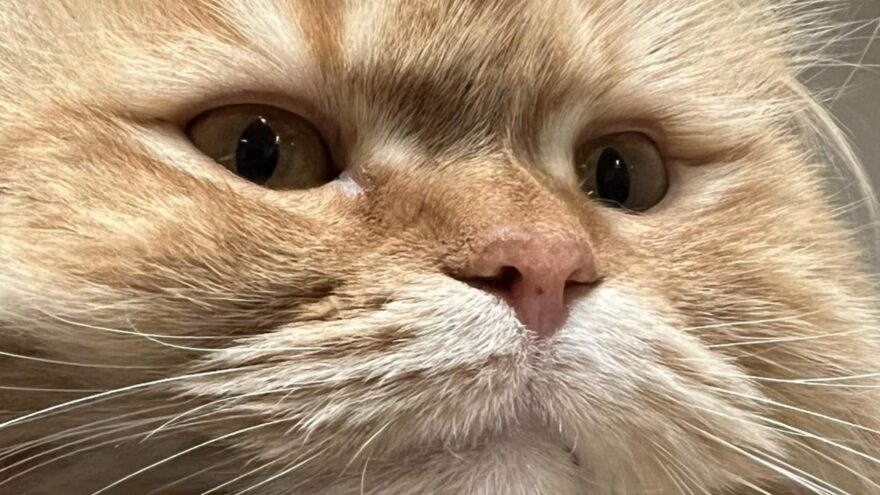 きなこの鼻（サイベリアン）