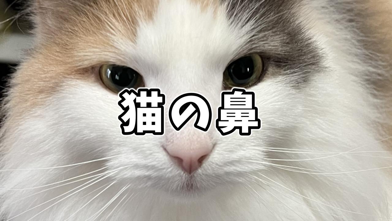猫の鼻