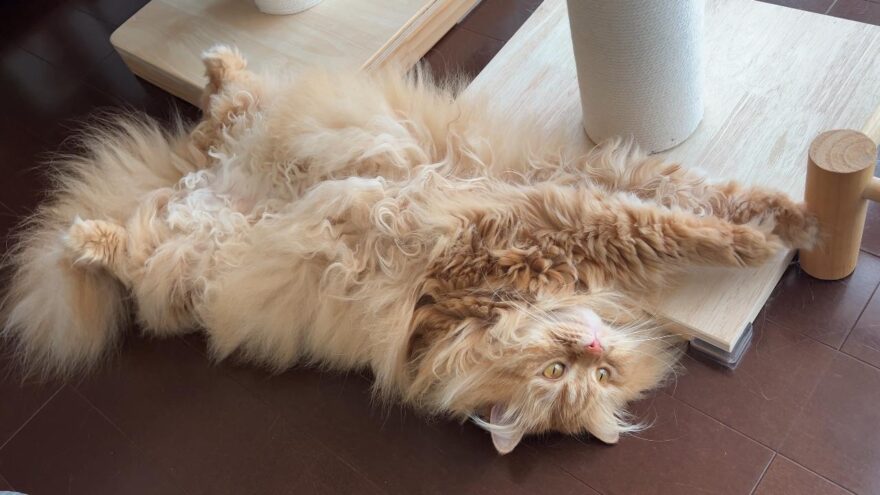 サイベリアンきなこ