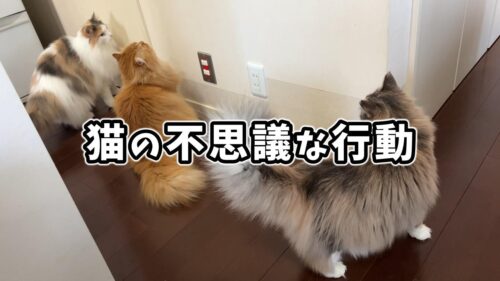 猫の不思議な行動